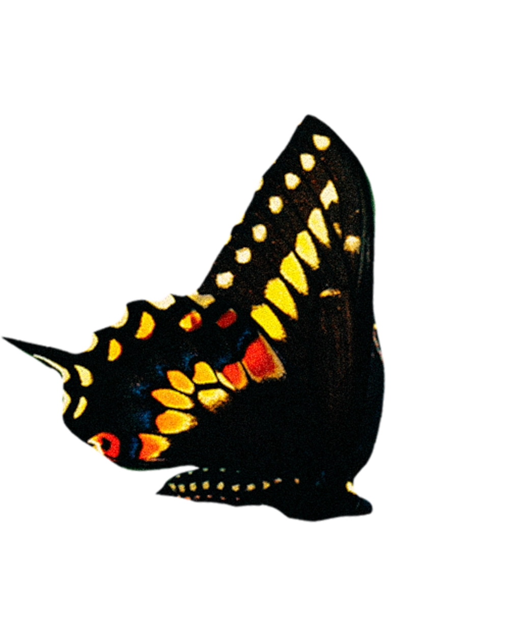 Borboleta